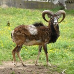 Eko-Village-Kostunici---Tourist-wedding---Serbia-6