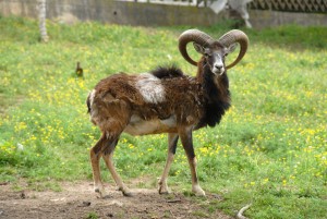 Eko-Village-Kostunici---Tourist-wedding---Serbia-6