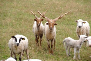 Eko-Village-Kostunici---Tourist-wedding---Serbia-6